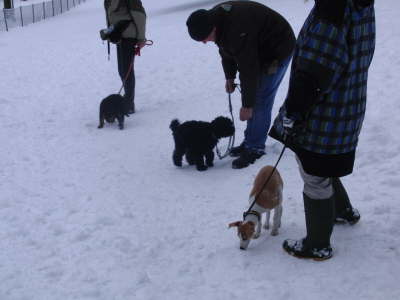 Suchen im Schnee